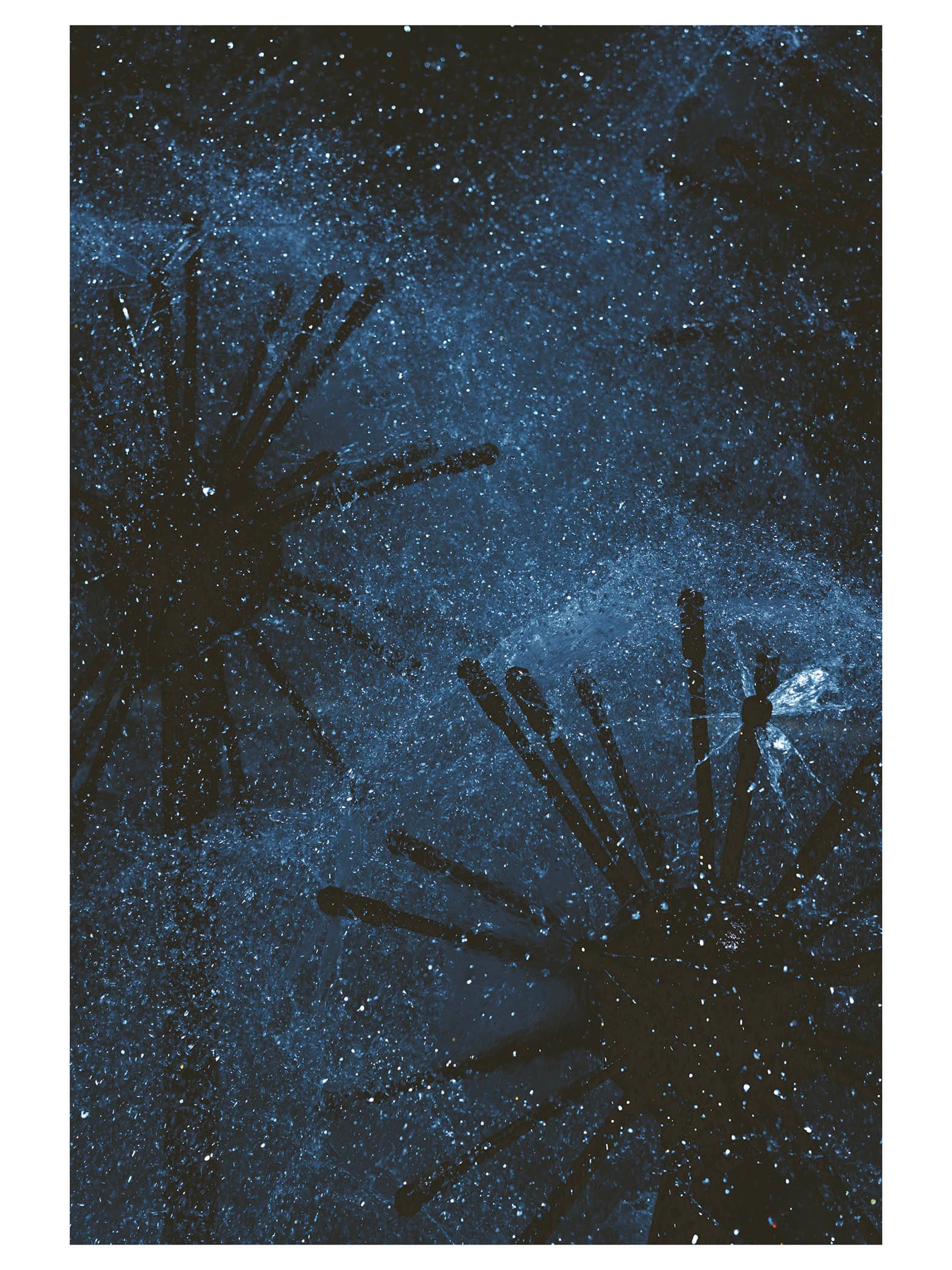 Blue-toned water and dark branching forms seen through a textured surface